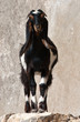 Goat animal Goat animal