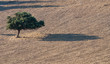Lonely tree Lonely tree
