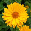 canvas print picture - Sonnenauge - Heliopsis