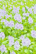 Water Hyacinth