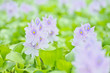 Water Hyacinth