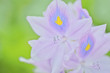 Water Hyacinth