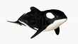 Orca
