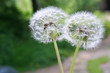 Dandelions