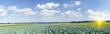 Splendid Field of green cabbages  by summertime.