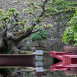Bonzai avec reflet