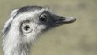 Rhea Head Closeup Rhea Head Closeup