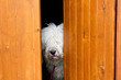 curious and shy dog hiding behind the wood door