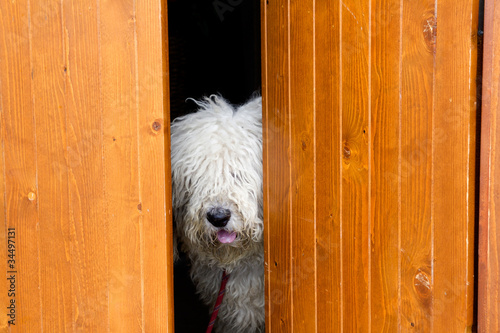 Photo: curious and shy dog hiding behind the wood door curious and shy dog hiding behind the wood door