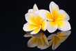 Leelawadee flower and its reflecio