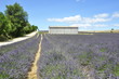 Lavandes en provence