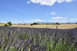 Entre blé et lavande