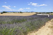 Petit tour en provence