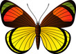 Vektor: Beautiful tropical butterfly Beautiful tropical butterfly