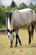 Cheval aubère qui broute