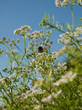 Cilantro in Bloom
