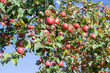 Red apples on a apple-tree