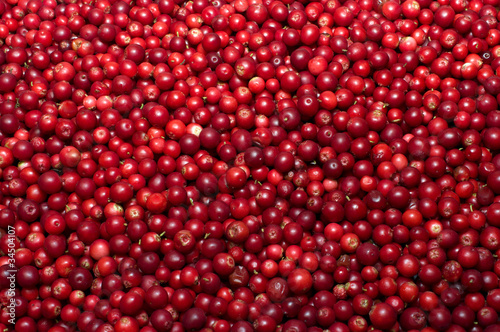 Photo: Red bilberries. Red bilberries.