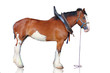 Clydesdale horse isolated on white background. Clydesdale horse isolated on white background.