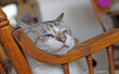 The Sleepy Kitty