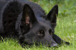 An alert black dog laid on grass
