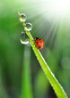 fresh morning dew and ladybird