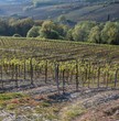 Foto: vigne e vigneti-vitis vinifera vigne e vigneti-vitis vinifera