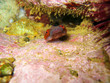 Lepadogaster candollei fish Lepadogaster candollei fish