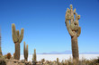 Cactus géants - Salar d'Uyuni