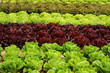 Foto: Landwirtschaft 21 Landwirtschaft 21