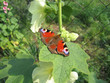 beautiful butterfly
