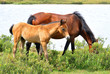 New Forest Horses