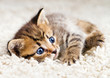 Funny kitten in carpet