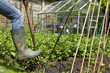 Working on an allotment