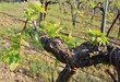 Foto: vigne e vigneti-vitis vinifera vigne e vigneti-vitis vinifera