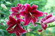 Lilies