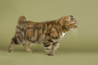 Manx Katze 11097