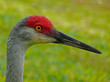 Sandhill Crane
