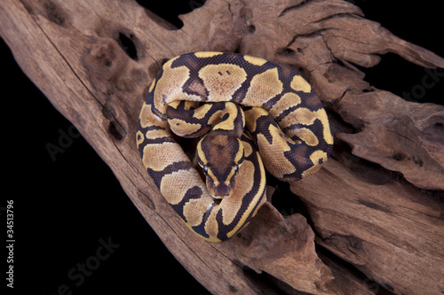 Morph Baby Pictures on Photo  Baby Ball Or Royal Python  Fire Morph  On A Piece Of Wood
