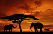 Silhouette two elephants in the sunset