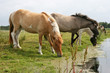 Sommerweide