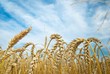 wheat