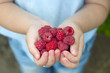 Raspberries in the children's hands
