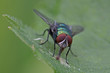 Fliege