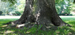 Foto: Baumstamm Baumstamm
