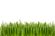 Grass