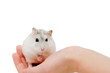 Hamster