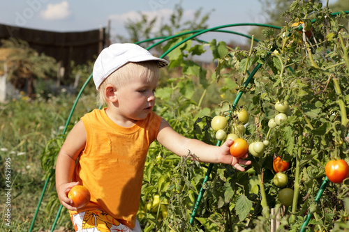 Photo: Boy takes tomato Boy takes tomato