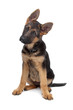 German Shepherd puppy
