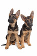 two German shepherd puppies two German shepherd puppies